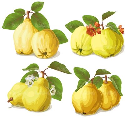 وکتور میوه به