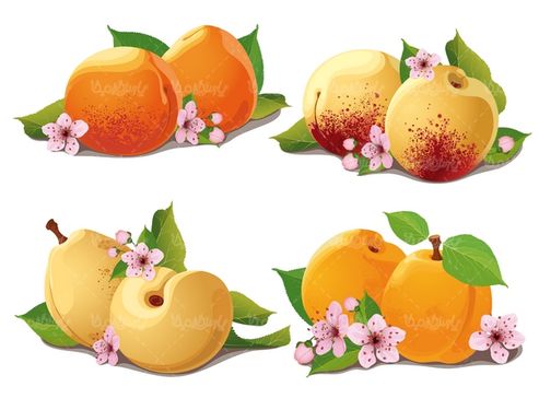 وکتور زردآلو