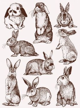 وکتور خرگوش