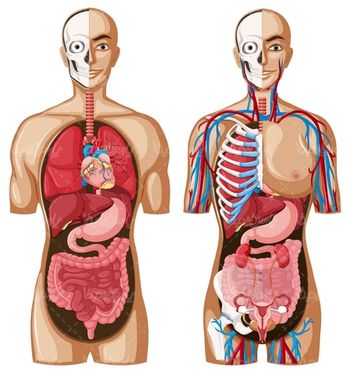 Vector anatomy