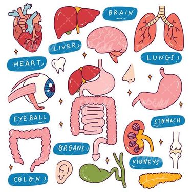 وکتور برداری اماء و احشاء بدن انسان به همراه اعضای بدن و آناتومی