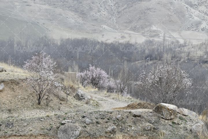 عکس شکوفه درختان
