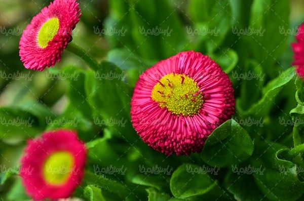 گل طبیعی - ایران طرح